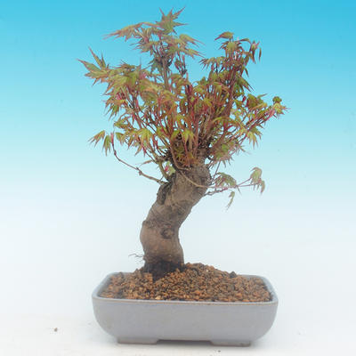 Shohin - Maple-Acer palmatum - 4