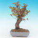 Shohin - Maple-Acer palmatum - 4/6