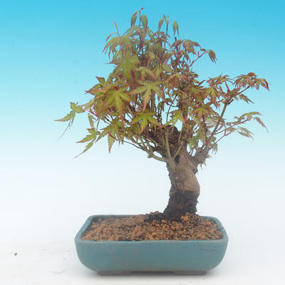 Shohin - Maple-Acer palmatum - 4