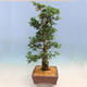 Outdoor bonsai - Japanese azalea SATSUKI- Azalea BYAKUREN - 4/6