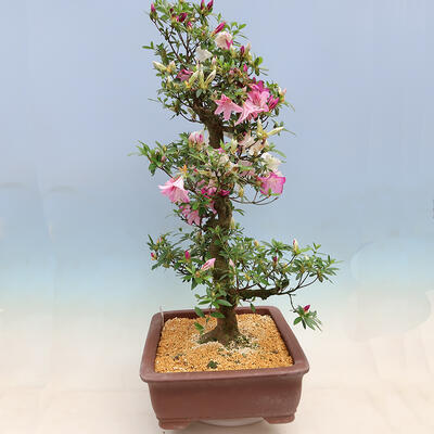 Outdoor bonsai - Japanese azalea SATSUKI- Azalea KINSHO - 4