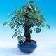 Outdoor bonsai - Prunus mahaleb - 4/6
