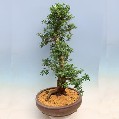 Outdoor bonsai - Japanese azalea SATSUKI- Azalea SHUSHUI - 4