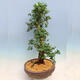 Outdoor bonsai - Japanese azalea SATSUKI- Azalea SHUSHUI - 4/6