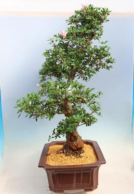 Outdoor bonsai - Japanese azalea SATSUKI- Azalea BEYAKUREN - 4