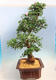 Outdoor bonsai - Japanese azalea SATSUKI- Azalea BEYAKUREN - 4/6