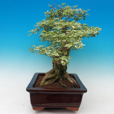 Room bonsai - Duranta variegata - 4