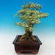Room bonsai - Duranta variegata - 4/6