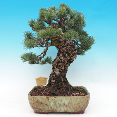 Outdoor bonsai - parviflora Pine - Pinus parviflora - 4