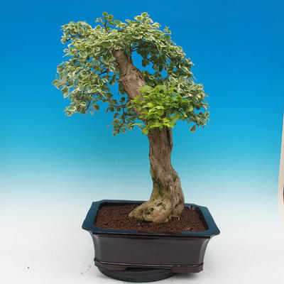 Room bonsai - Duranta variegata - 4