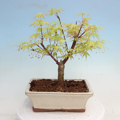 Outdoor bonsai - Acer pal. Sango Kaku - Palm Leaf Maple - 4