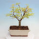 Outdoor bonsai - Acer pal. Sango Kaku - Palm Leaf Maple - 4/4