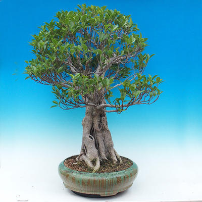 Room bonsai - Ficus kimmen - malolistý ficus - 4