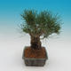 Pinus thunbergii - Pine thunbergova - 4/4