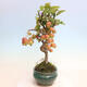 Outdoor bonsai -Malus Halliana - fruited apple - 4/7