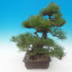 Pinus thunbergii - Pine thunbergova - 4/5