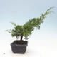 Outdoor bonsai - Juniperus chinensis Itoigawa-Chinese juniper - 4/4