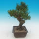 Pinus thunbergii - Pine thunbergova - 4/4