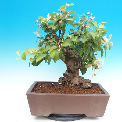 Outdoor bonsai -Maloplodá apple - Malus Halliana - 4