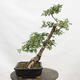 Outdoor bonsai - Hawthorn - Crataegus monogyna - 4/6