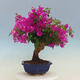 Indoor bonsai - Bouganwilea - 4/7