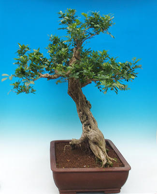 Room bonsai - Muraya paniculata - 4
