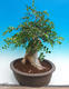 Room bonsai - Muraya paniculata - 4/6