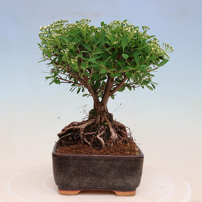 Outdoor bonsai - small-leaved sycamore - Spiraea japonica MAXIM - 4