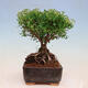 Outdoor bonsai - small-leaved sycamore - Spiraea japonica MAXIM - 4/4