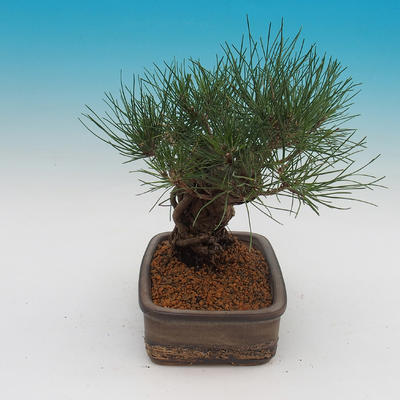 Pinus thunbergii - Pine thunbergova - 4
