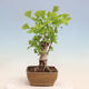 Outdoor bonsai - Ginkgo biloba - Ginkgo biloba - 4/4