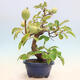 Outdoor bonsai - Pseudocydonia sinensis - Chinese quince - 4/6