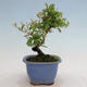 Outdoor bonsai - Ligustrum obtusifolium - Dull-leaved bird's-bill - 4/5
