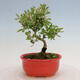 Outdoor bonsai - Ligustrum obtusifolium - Dull-leaved bird's-bill - 4/6