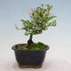 Outdoor bonsai - Ligustrum obtusifolium - Dull-leaved bird's-bill - 4/6