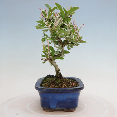 Outdoor bonsai - Ligustrum obtusifolium - Dull-leaved bird's-bill - 4