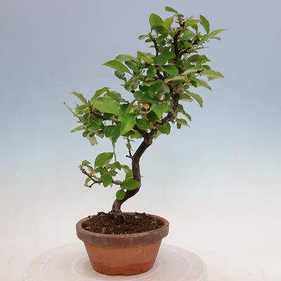 Outdoor bonsai - Pseudocydonia sinensis - Chinese quince - 4