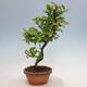 Outdoor bonsai - Pseudocydonia sinensis - Chinese quince - 4/4