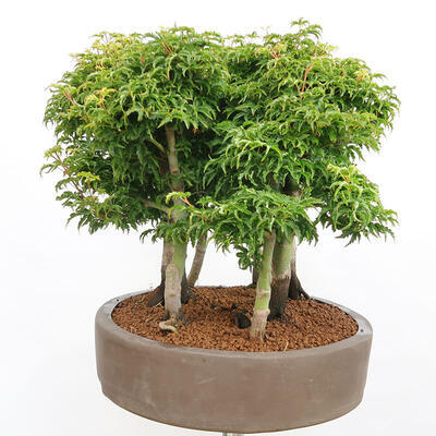 Outdoor bonsai - Acer palmatum SHISHIGASHIRA- Small-leaved maple-forest - 4