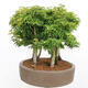 Outdoor bonsai - Acer palmatum SHISHIGASHIRA- Small-leaved maple-forest - 4/4