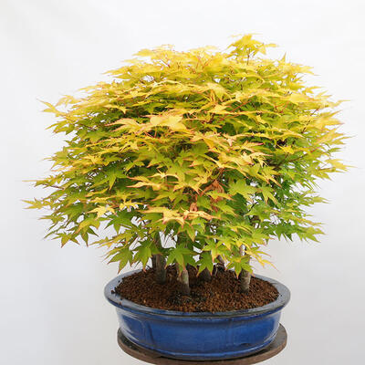 Outdoor bonsai - Acer palmatum Aureum - Palm-leaved golden-forest maple - 4