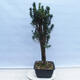 Outdoor bonsai - Taxus cuspidata - Japanese yew - 4/5
