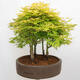 Outdoor bonsai - Acer palmatum Aureum - Palm-leaved golden-forest maple - 4/4