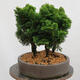 Outdoor bonsai - Cham.pis obtusa Nana Gracilis - Cypress forest - 4/4