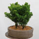 Outdoor bonsai - Cham.pis obtusa Nana Gracilis - Cypress forest - 4/4