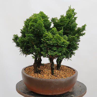 Outdoor bonsai - Cham.pis obtusa Nana Gracilis - Cypress forest - 4