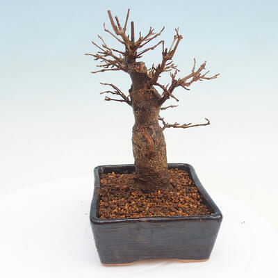 Outdoor bonsai - Buergerianum Maple - Burger Maple - 4