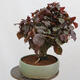 Outdoor bonsai - Corylus Avellana Red Majestic - Common hazel - 4/4