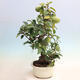 Outdoor bonsai - Pseudocydonia sinensis - Chinese quince - 4/7