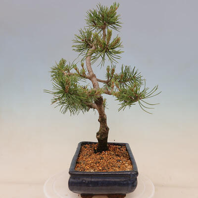 Outdoor bonsai - Pinus mugo Humpy - Kneeling pine - 4